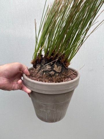 3 calibanus hookeri nr 3 5