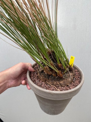 3 calibanus hookeri nr 3 6