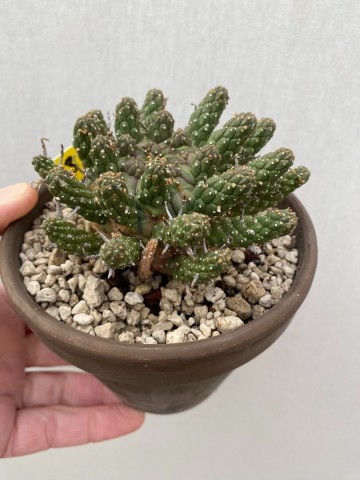 3 euphorbia gamkaensis 3  2
