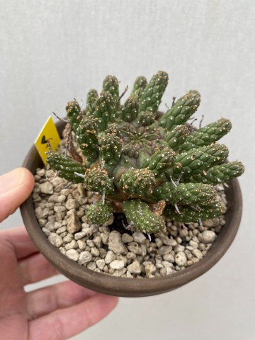 3 euphorbia gamkaensis 3  6
