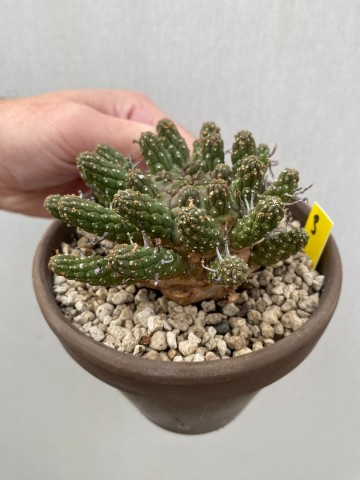 3 euphorbia gamkaensis 3  7