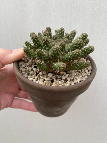 3 euphorbia gamkaensis 3  8