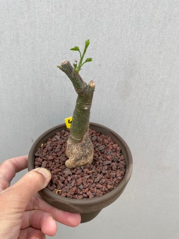 4 adenia glauca 3