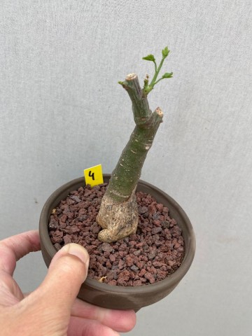 4 adenia glauca 4