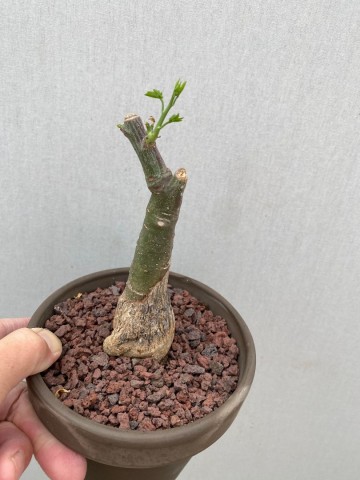 4 adenia glauca 5