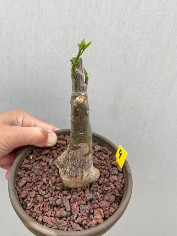 4 adenia glauca 6