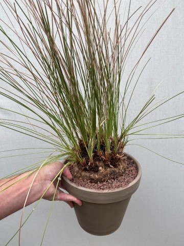 4 calibanus hookeri nr 4 1