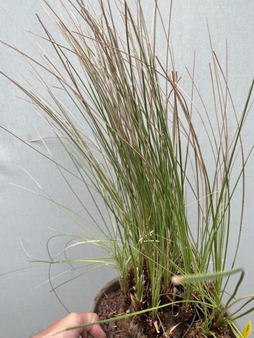 4 calibanus hookeri nr 4 2