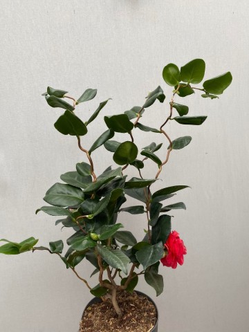 4 camellia japonica curly lady large 4