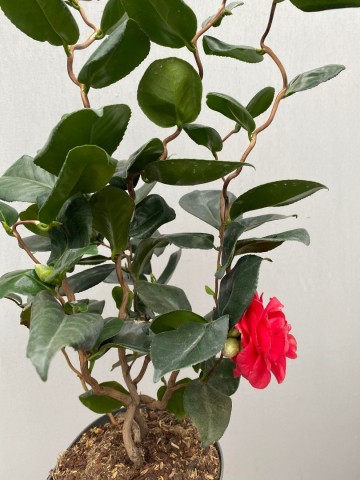 4 camellia japonica curly lady large 5