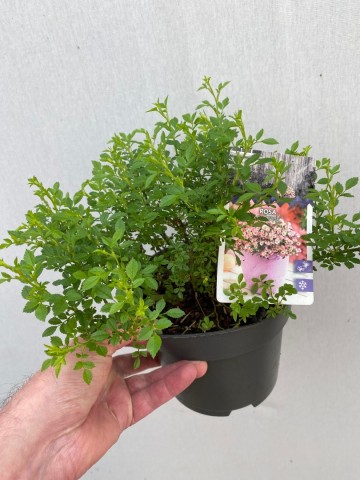 43990817014707334804971874480094046788923028n