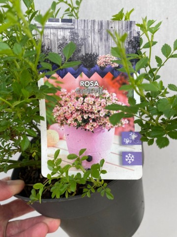 4408609848034284912817991609299314489988738n