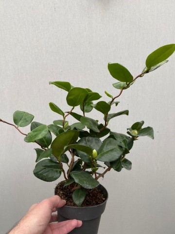 5 camellia japonica curly lady 1