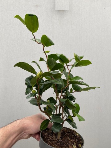 5 camellia japonica curly lady 3