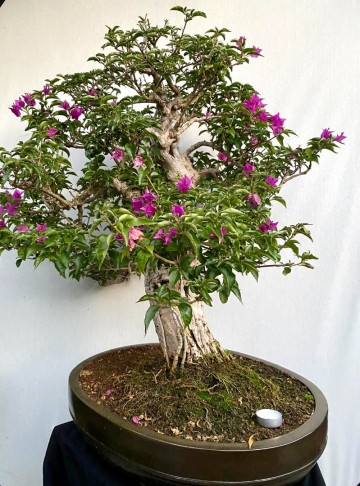 58 bonsai bougainvillea nr 058 10