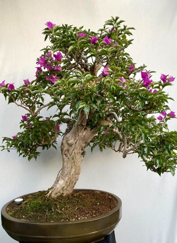 58 bonsai bougainvillea nr 058 4