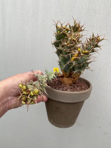 7 euphorbia tortirama nr 7 3