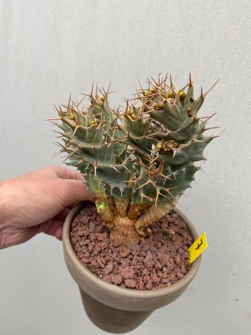 7 euphorbia tortirama nr 7 5
