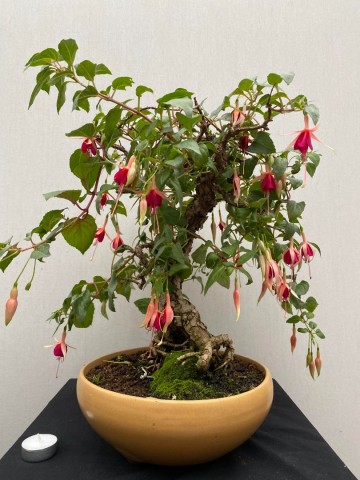 87 bonsai fuchsia nr 87 1