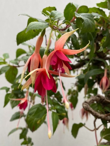 87 bonsai fuchsia nr 87 2