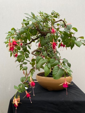 87 bonsai fuchsia nr 87 5