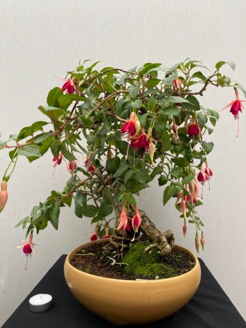 87 bonsai fuchsia nr 87 6