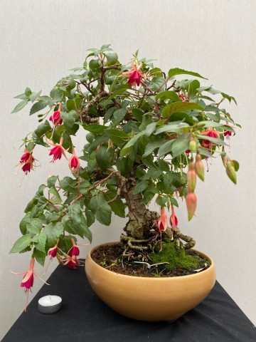 87 bonsai fuchsia nr 87 9
