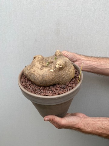 9 ibervillea lindheimeri nr 9 1