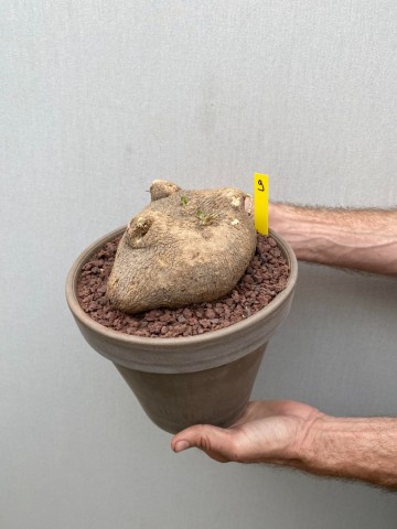 9 ibervillea lindheimeri nr 9 3