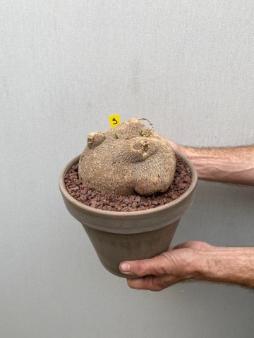 9 ibervillea lindheimeri nr 9 6