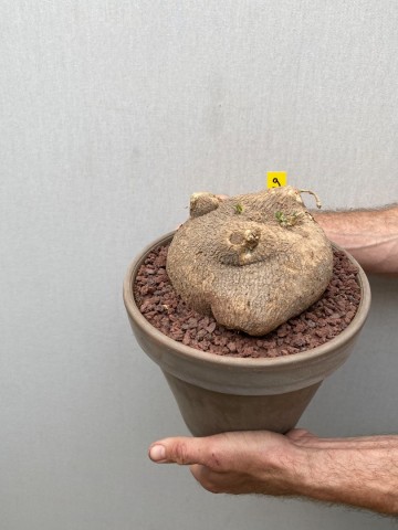 9 ibervillea lindheimeri nr 9 9