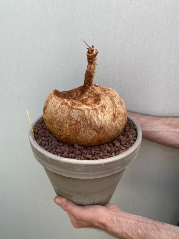 9 ipomoea bolusii large size nr 9 1