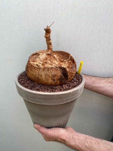 9 ipomoea bolusii large size nr 9 3