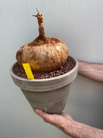 9 ipomoea bolusii large size nr 9 5