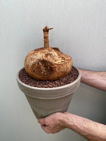 9 ipomoea bolusii large size nr 9 6