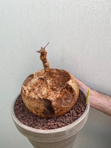 9 ipomoea bolusii large size nr 9 7