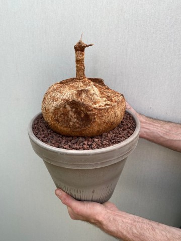 9 ipomoea bolusii large size nr 9 9