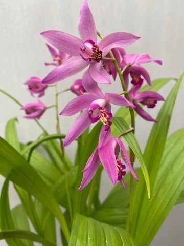 Bletilla striata roze tuinorchidee winterhard 0