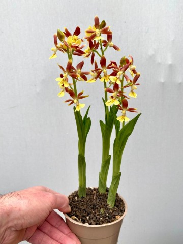 Calanthe geel tuinorchidee winterhard 2