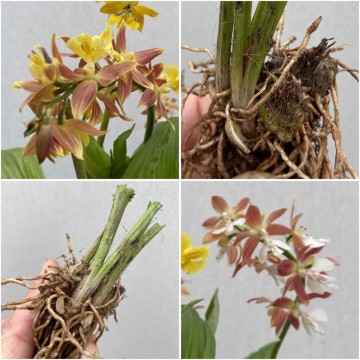 Calanthe sieboldii  geel bronze rizoom 1