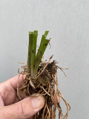 Calanthe sieboldii  geel bronze rizoom 2