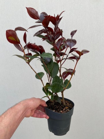 Camellia japonica femme fatale 2