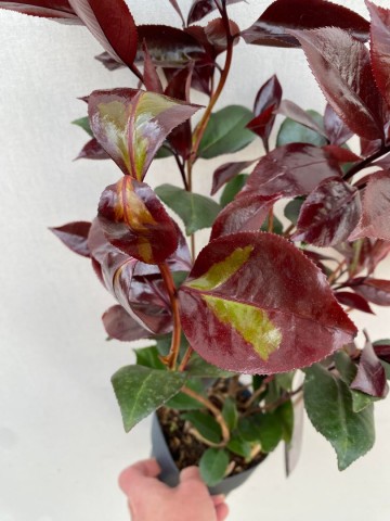 Camellia japonica femme fatale 4