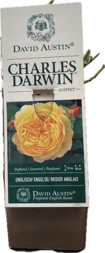 Charles darwin foto lakei rozen 2