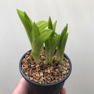 Cypripedium pubescens roze 3