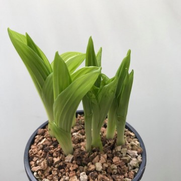 Cypripedium pubescens roze 4