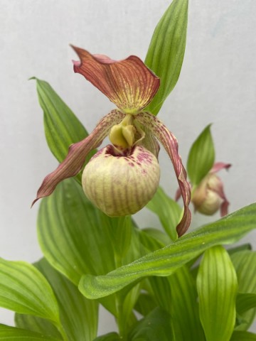 Cypripedium pubescens roze tuinorchidee winterhard