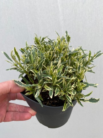 Gardenia golden crown 1