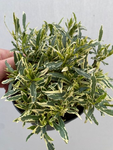 Gardenia golden crown 2