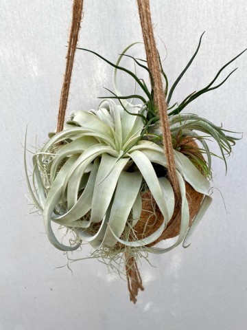 Kokodama met tillandsia large 1